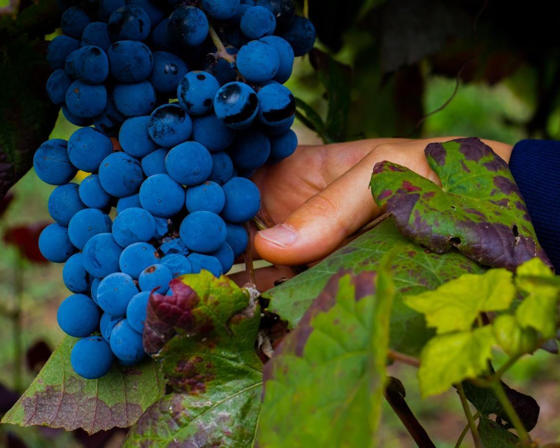 Вилла Quinta Do Tapadinho - Wine & Tourism Moimenta Экстерьер фото